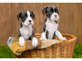 boxer-puppies-2-girls-for-sale-in-san-diego-ca-small-0