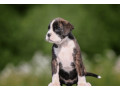 boxer-puppies-2-girls-for-sale-in-san-diego-ca-small-2