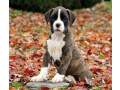 boxer-puppies-2-girls-for-sale-in-san-diego-ca-small-3