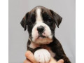 boxer-puppies-2-girls-for-sale-in-san-diego-ca-small-1