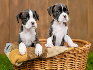 Boxer Puppies, 2 Girls for Sale in San Diego, CA