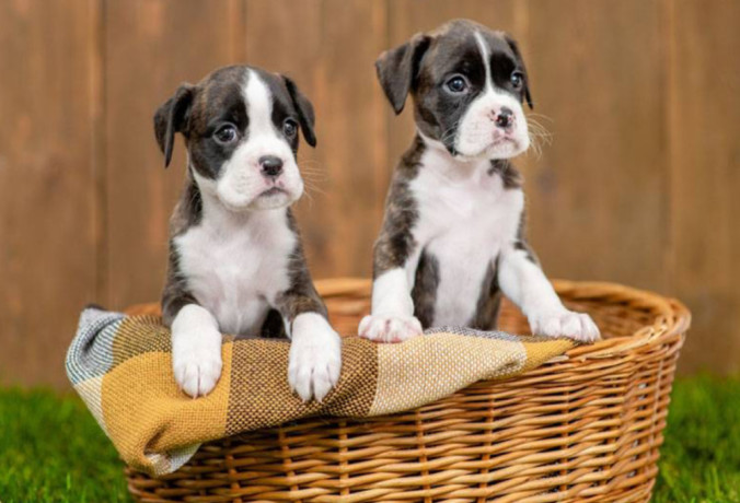 boxer-puppies-2-girls-for-sale-in-san-diego-ca-big-0