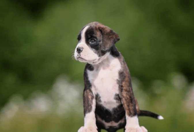 boxer-puppies-2-girls-for-sale-in-san-diego-ca-big-2