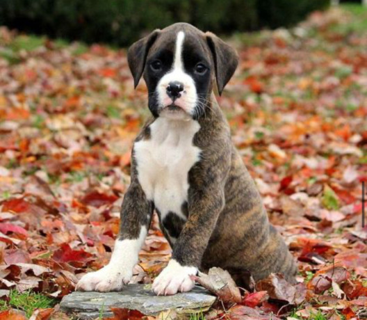 boxer-puppies-2-girls-for-sale-in-san-diego-ca-big-3