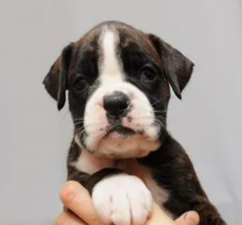 boxer-puppies-2-girls-for-sale-in-san-diego-ca-big-1