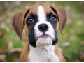 boxer-puppies-boys-and-girls-for-sale-in-phoenix-az-small-2