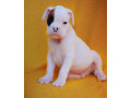 boxer-puppies-boys-and-girls-for-sale-in-phoenix-az-small-1