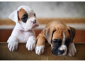 boxer-puppies-boys-and-girls-for-sale-in-phoenix-az-small-0