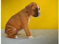 boxer-puppies-boys-and-girls-for-sale-in-phoenix-az-small-3