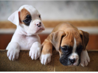 Boxer Puppies, Boys and Girls for Sale in Phoenix, AZ