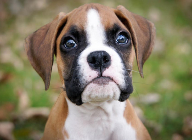 boxer-puppies-boys-and-girls-for-sale-in-phoenix-az-big-2