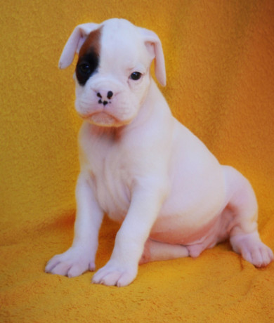 boxer-puppies-boys-and-girls-for-sale-in-phoenix-az-big-1