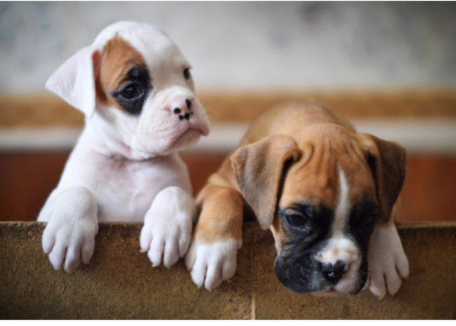 boxer-puppies-boys-and-girls-for-sale-in-phoenix-az-big-0