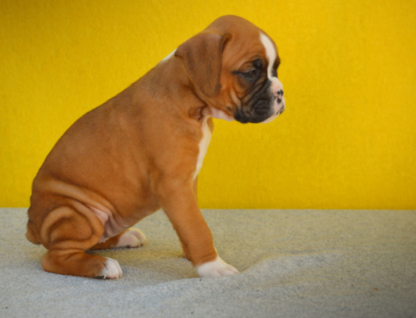 boxer-puppies-boys-and-girls-for-sale-in-phoenix-az-big-3