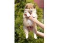 wonderful-collie-puppies-beautiful-and-unique-for-sale-in-austin-tx-small-4