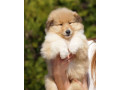 wonderful-collie-puppies-beautiful-and-unique-for-sale-in-austin-tx-small-1