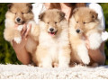 wonderful-collie-puppies-beautiful-and-unique-for-sale-in-austin-tx-small-0