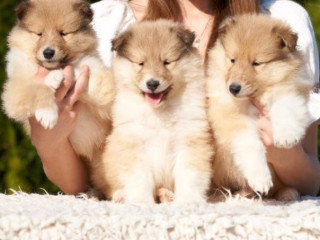 Wonderful Collie Puppies, Beautiful and Unique for Sale in Austin, TX