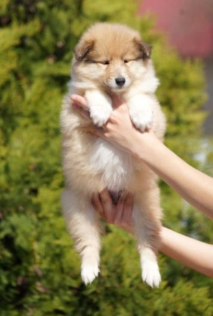 wonderful-collie-puppies-beautiful-and-unique-for-sale-in-austin-tx-big-4