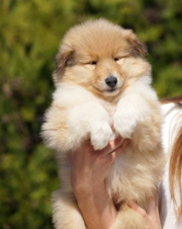 wonderful-collie-puppies-beautiful-and-unique-for-sale-in-austin-tx-big-1