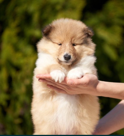 wonderful-collie-puppies-beautiful-and-unique-for-sale-in-austin-tx-big-2