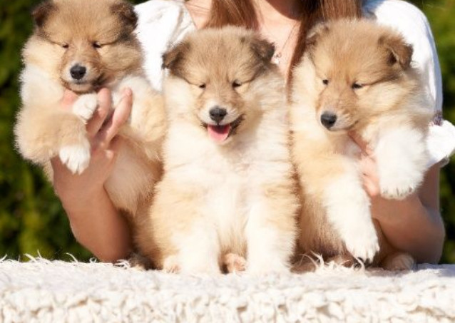 wonderful-collie-puppies-beautiful-and-unique-for-sale-in-austin-tx-big-0