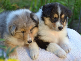 Wonderful Companions Collie Puppies for Sale in Denver, CO