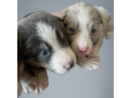 three-collie-puppies-for-sale-call-now-in-dublin-oh-small-1