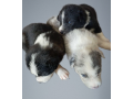 three-collie-puppies-for-sale-call-now-in-dublin-oh-small-0