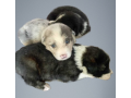 three-collie-puppies-for-sale-call-now-in-dublin-oh-small-2