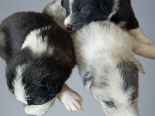 Three Collie Puppies for Sale Call Now in Dublin, OH