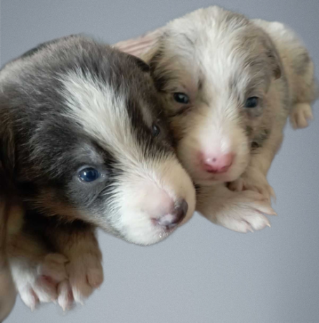 three-collie-puppies-for-sale-call-now-in-dublin-oh-big-1