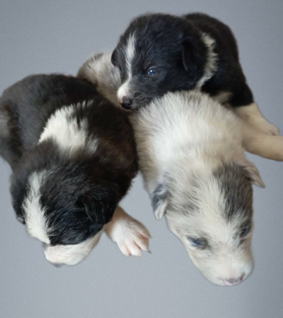 three-collie-puppies-for-sale-call-now-in-dublin-oh-big-0