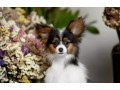 papillon-puppies-for-sale-in-rapid-city-sd-small-1