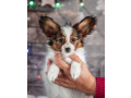 papillon-puppies-for-sale-in-rapid-city-sd-small-3