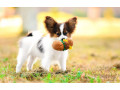 papillon-puppies-for-sale-in-rapid-city-sd-small-2