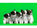 papillon-puppies-for-sale-in-rapid-city-sd-small-0