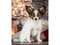 papillon-puppies-for-sale-in-rapid-city-sd-small-4