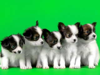 Papillon Puppies for Sale in Rapid City, SD