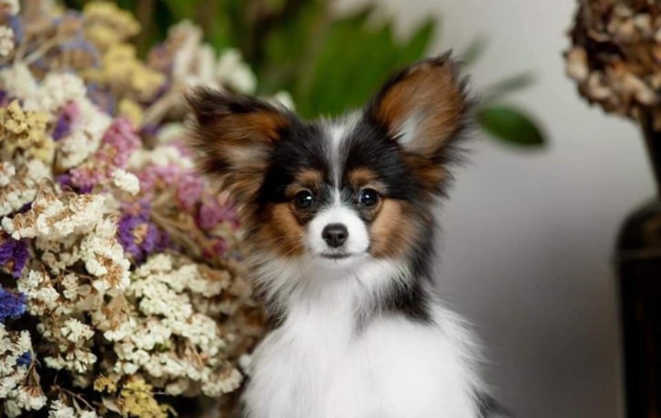 papillon-puppies-for-sale-in-rapid-city-sd-big-1