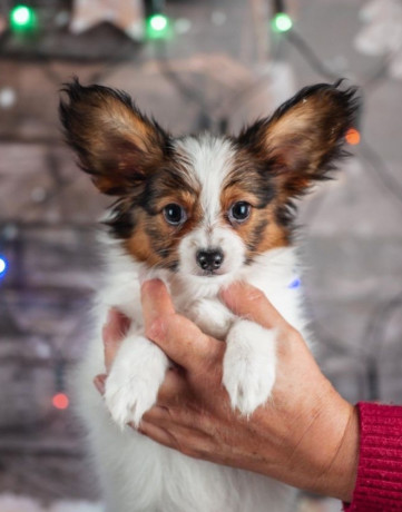 papillon-puppies-for-sale-in-rapid-city-sd-big-3