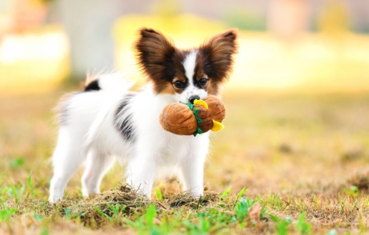 papillon-puppies-for-sale-in-rapid-city-sd-big-2