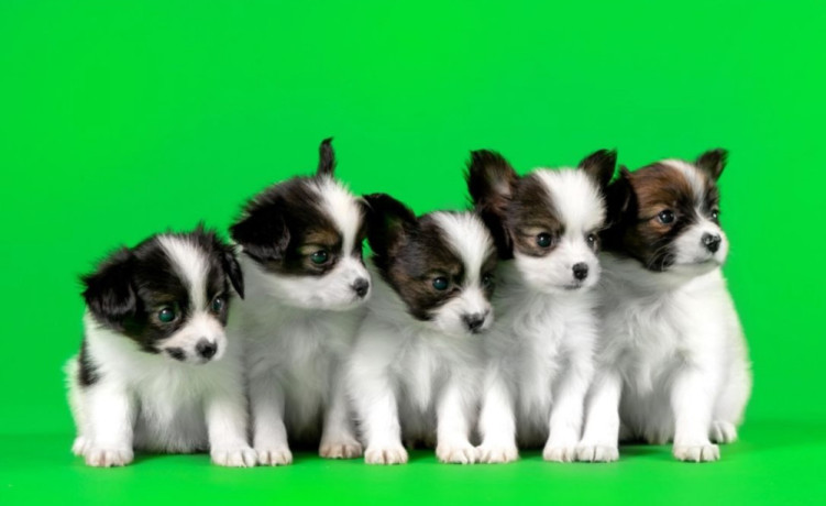 papillon-puppies-for-sale-in-rapid-city-sd-big-0