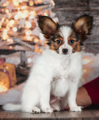 papillon-puppies-for-sale-in-rapid-city-sd-big-4