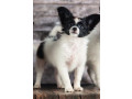 papillon-girls-for-sale-in-dallas-tx-small-2