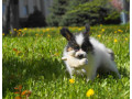 papillon-girls-for-sale-in-dallas-tx-small-4