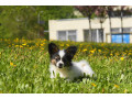 papillon-girls-for-sale-in-dallas-tx-small-5