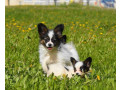 papillon-girls-for-sale-in-dallas-tx-small-3