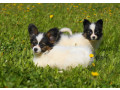 papillon-girls-for-sale-in-dallas-tx-small-0