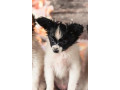 papillon-girls-for-sale-in-dallas-tx-small-1